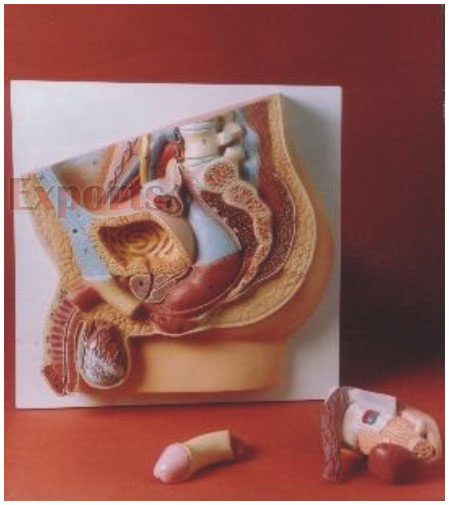 HUMAN MALE REPRODUCTIVE SYSTEM